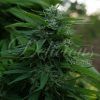 Foto Lord kush 100% delicious