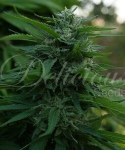 Foto Lord kush 100% delicious
