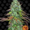 Foto Lsd auto barney's farm seeds