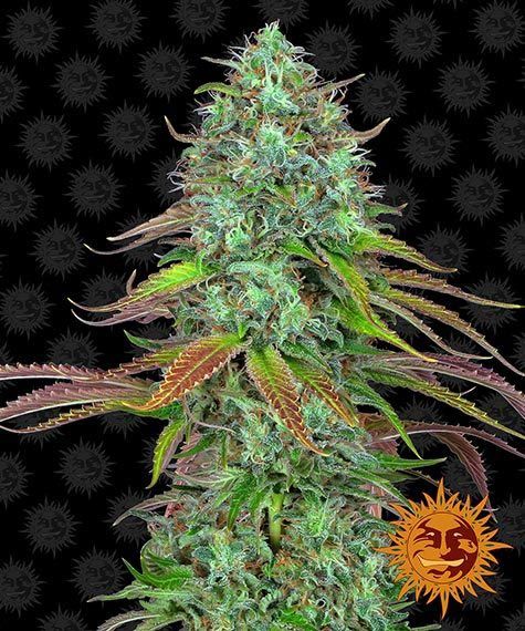 Lsd auto barney's farm seeds Foto Lsd auto barney's farm seeds