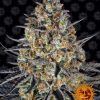 Foto Lsd 100% barney's farm seeds