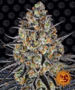 Foto Lsd 100% barney's farm seeds