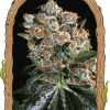 Foto Malasaña cookies 100% exotic seeds