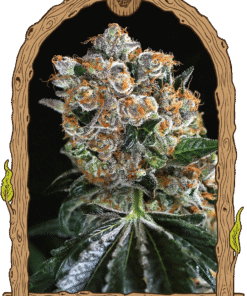 Foto Malasaña cookies 100% exotic seeds