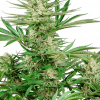 Foto Malibu gold og feminizada sensi seeds