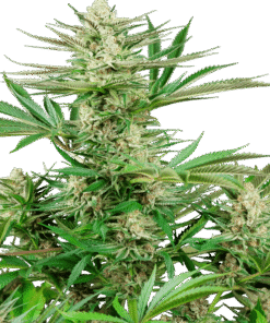 Foto Malibu gold og feminizada sensi seeds