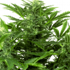 Foto Mandarin punch auto auto sensi seeds