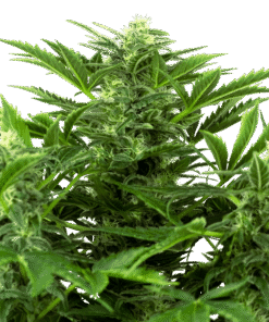 Foto Mandarin punch auto auto sensi seeds