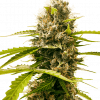 Foto Mandarin punch 100% sensi seeds