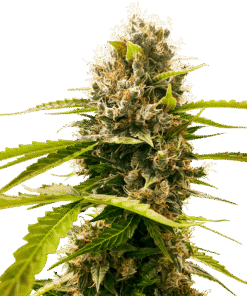 Foto Mandarin punch 100% sensi seeds