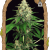 Foto Mango cream 100% exotic seed