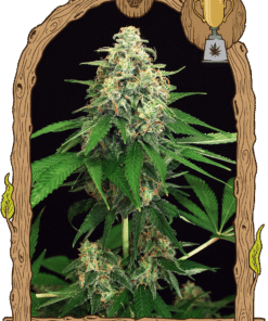 Foto Mango cream 100% exotic seed