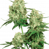 Foto Maple leaf indica regular 10 unidades sensi seeds