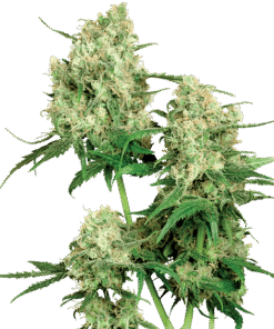 Foto Maple leaf indica regular 10 unidades sensi seeds