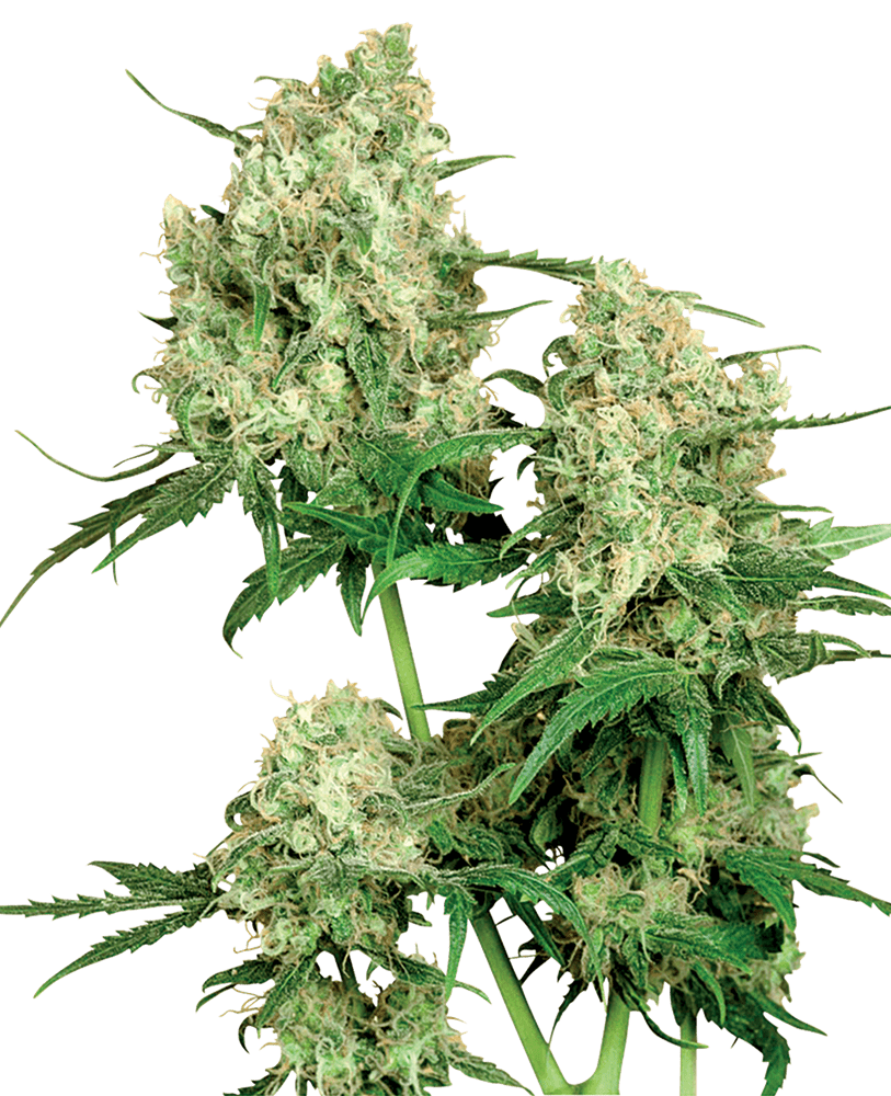 Foto Maple leaf indica regular 10 unidades sensi seeds