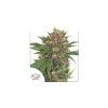 Foto Master kush 100% dutch passion