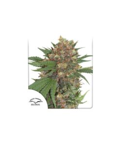 Foto Master kush 100% dutch passion