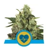 Foto Medical mass cbd 100% royal queen seeds