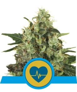 Foto Medical mass cbd 100% royal queen seeds