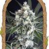 Foto Medxotic pure cbd 100% exotic seeds