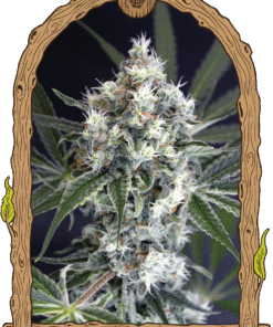 Foto Medxotic pure cbd 100% exotic seeds
