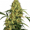 Foto Mexican sativa regular 10 unidades sensi seeds