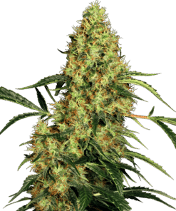 Foto Mexican sativa regular 10 unidades sensi seeds