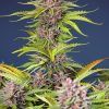 Foto Mimosa Bruce Banner XL Auto®