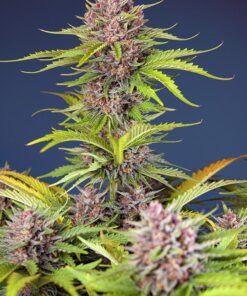 Foto Mimosa Bruce Banner XL Auto®