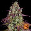 Foto Mimosa evo barney´s farm seeds