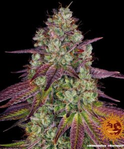 Foto Mimosa evo barney´s farm seeds