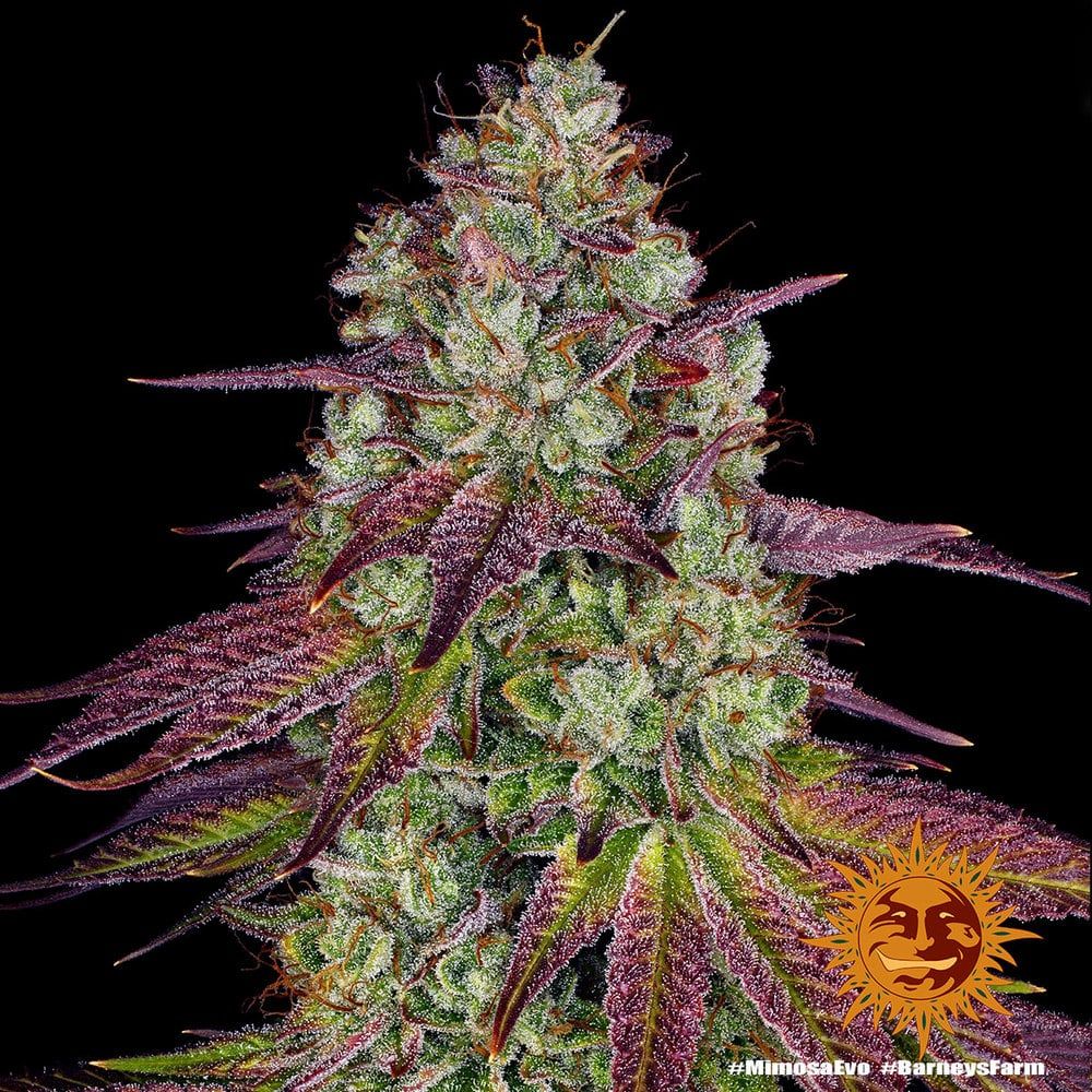 Foto Mimosa evo barney´s farm seeds