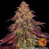 Foto Mimosa x orange punch auto barney’s farm seeds