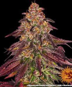 Foto Mimosa x orange punch auto barney’s farm seeds