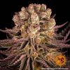 Foto Mimosa x orange punch barneys farm