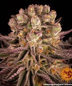 Foto Mimosa x orange punch barneys farm