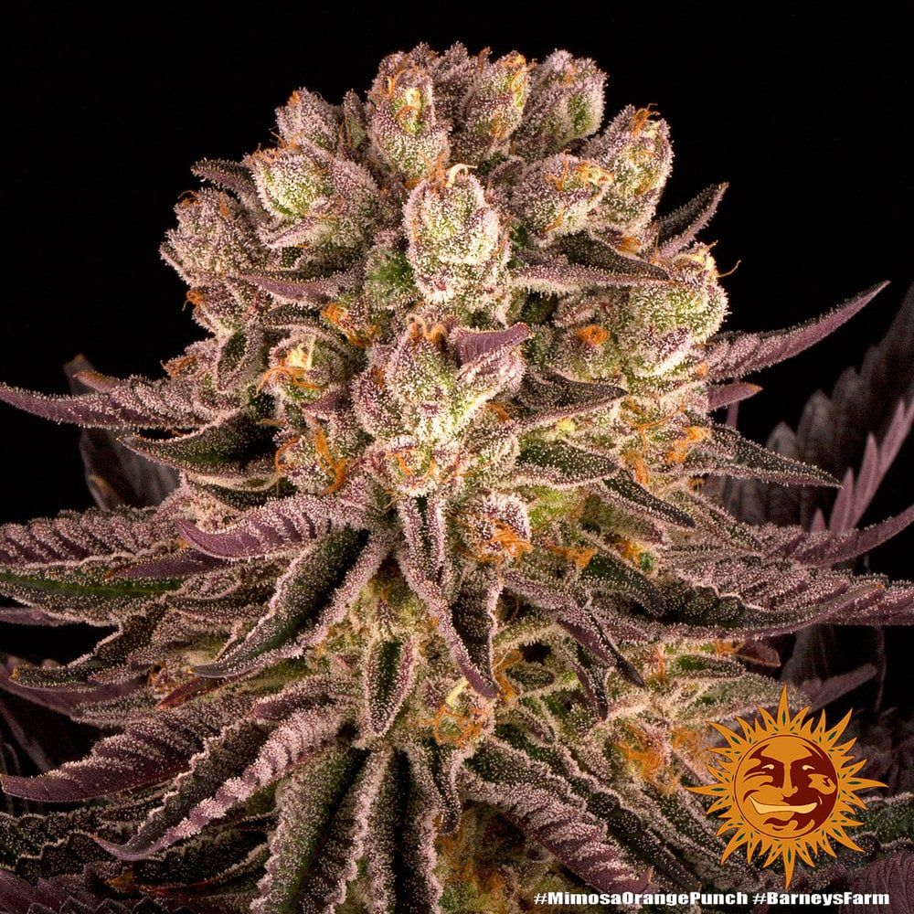 Mimosa x orange punch barneys farm Foto Mimosa x orange punch barneys farm