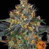 Foto Moby dick auto barney’s farm seeds