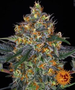 Foto Moby dick auto barney’s farm seeds