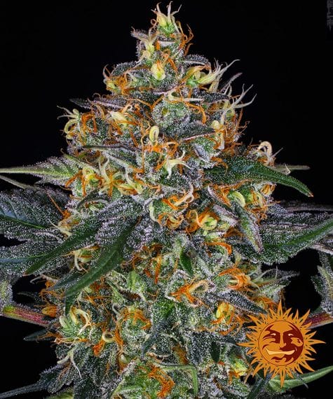 Moby dick auto barney’s farm seeds Foto Moby dick auto barney’s farm seeds