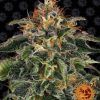 Foto Moby dick 100% barneys farm