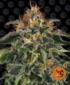 Foto Moby dick 100% barneys farm
