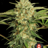 Motavation 100% serious seeds