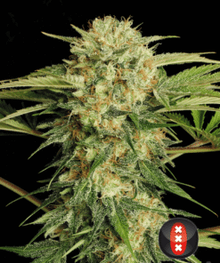 Motavation 100% serious seeds