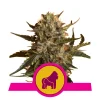 Foto Mother gorilla 100% royal queen seeds