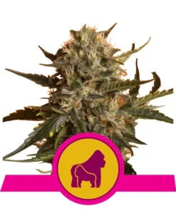 Foto Mother gorilla 100% royal queen seeds