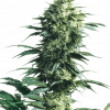 Foto Mother finest regular 10 unidades sensi seeds