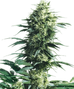 Foto Mother finest regular 10 unidades sensi seeds
