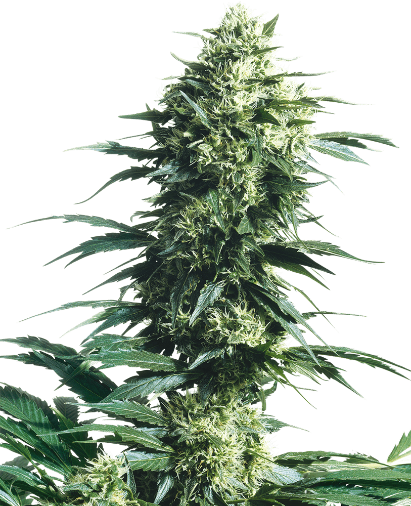 Mother finest regular 10 unidades sensi seeds Foto Mother finest regular 10 unidades sensi seeds