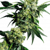 Foto Mr nice g13* hashplant regular 10 unidades sensi seeds